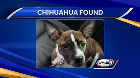 Missing Dog Reunited With Owner