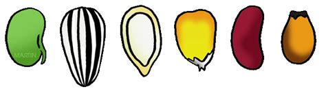 Seed Clipart 20 Free Cliparts Download Images On Clipground 2024