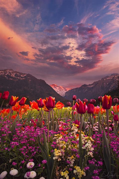 Tulip Valley Interlaken Switzerland The Dreamer