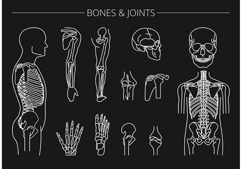 Free Vector Bones And Joints 84713 Vector Art At Vecteezy