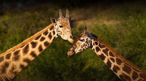 Giraffe San Diego Zoo Safari Park
