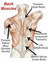 These three exercises target the muscles of your upper back that stabilize your shoulder blades. Workout Back Muscles Chart / Back Muscles Anatomy Chart Muscle Anatomy Muscle Names Back Muscles ...