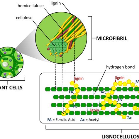 A Simplified Structure Of Insoluble Plant Fiber Showing The Crystalline