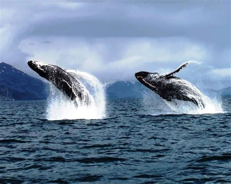 Two Humpback Whales Jumping Out Of The Water