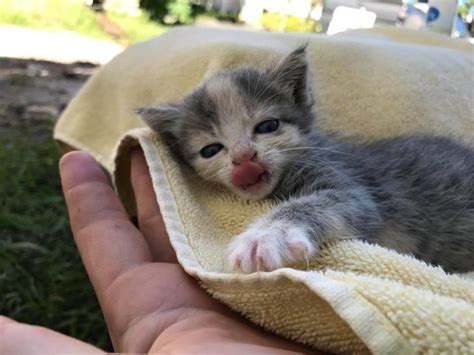 Kittens Loud Cries Lead Rescuers To Her Aid Now She Wont Stop