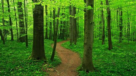 Beautiful Nature Forest Sand Path Between Green Trees Plants Hd Forest