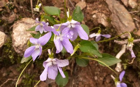 Violette E Gocce Di Pioggia Sentiero Da Lemma Frazione D Flickr