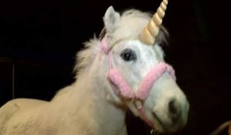 Watch Escaped Unicorn Captured By Police No Really