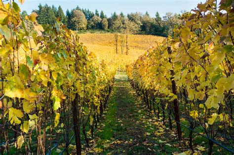 Willamette Valley Vineyard In Fall Stock Photo Image Of Autumn View