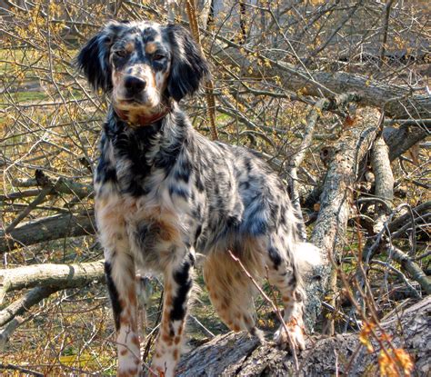 About Ecls East Coast Llewellin Setters English Setter Dogs