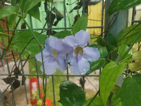 Beautiful Creeping Thunbergia Grandiflora Vine Flower Stock Image