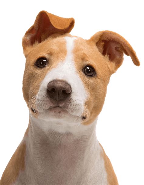 Dog Shaking Head Cutouts Png Face Transparent Png Dog