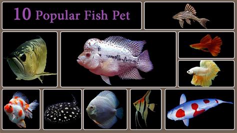 Top 10 Types of Popular Freshwater Fish Pet - YouTube