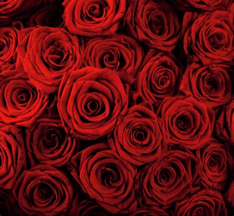 Fundo De Tela Rosas Vermelhas Aprenda A Tocar A Cifra De Rosas