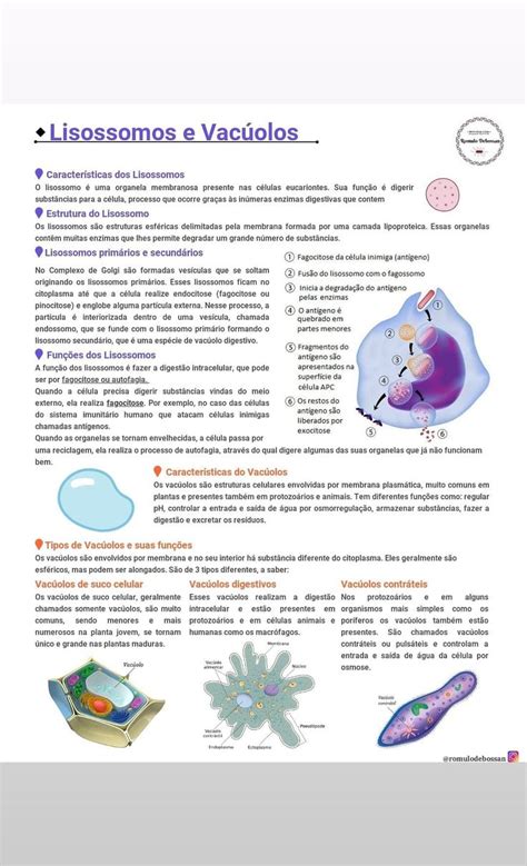 Organelas Citoplasmaticas Mapas Mentais Biologia Mapa Images The Best Porn Website