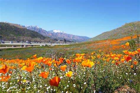 Browse the full menu, order online, and get your food, fast. Super Bloom 2019: People Go Wild Over Flowers In Elsinore ...