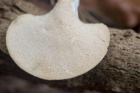 Polyporus Squamosus By Richard Jacob 2 Western Pennsylvania Mushroom