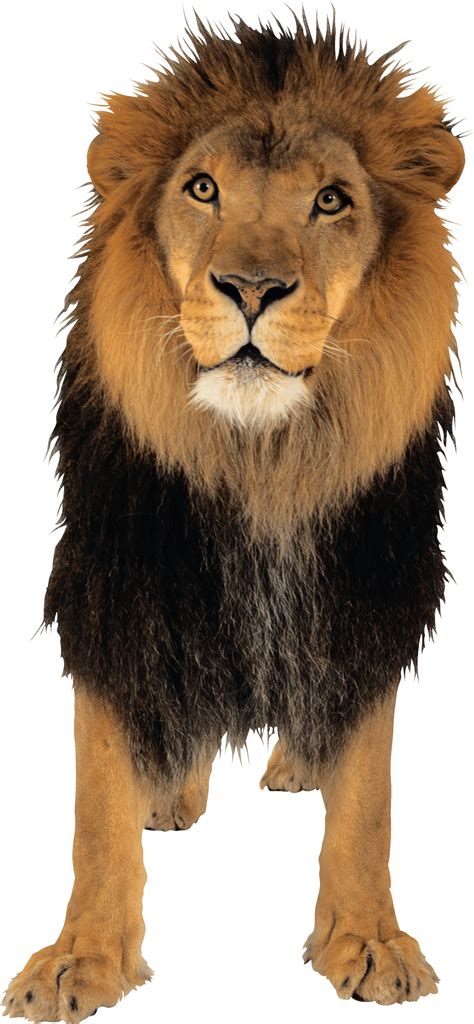 Download Lion Png Image Hq Png Image Freepngimg