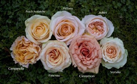 Pin By Wild Fleurette Floral Design On Flower Power Peach Roses
