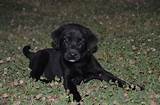 This precious black lab puppy will make a great protection dog and family pet! Two Female AKC Black Lab Puppies - Labrador Retrievers in ...