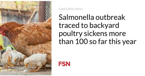 Salmonella Outbreak Traced To Backyard Poultry Sickens More Than 100 So Far This Year