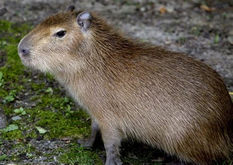 Exhibit Featuring Baby Capybaras Largest Rodent Species Opens At John