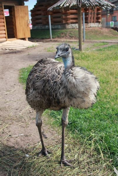 Straus Emu This Bird Is Considered One Of The Largest And Fastest Birds