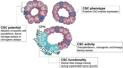 Cancer Stem Cell Functionality In Colon Cancer Cancer Stem Cells