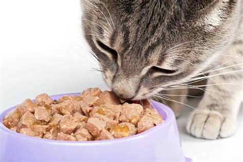 Changing Your Cats Diet Pets At Home