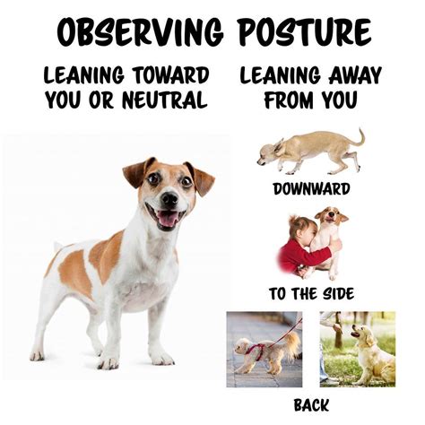 How To Read Your Dogs Body Language In Training Sessions
