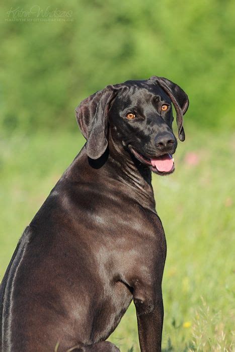 Image Of Rhodesian Ridgeback Black Rhodesian Ridgeback Dog Beautiful