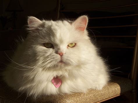 They still have pet dander and will aggravate allergies. Persian cat picture : Biological Science Picture Directory ...