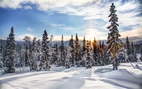 Trysil Norwegen Winter Schnee Wald Bäume Fichte Sonne 2560x1600