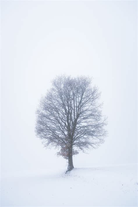 Leafless Tree On Snow Covered Ground · Free Stock Photo