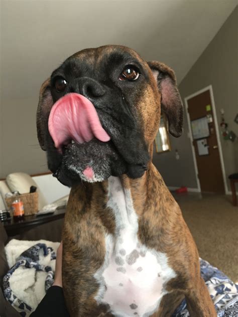 Perfect Shot Of The Infamous Boxer Tongue Boxer Dogs Boxer Love