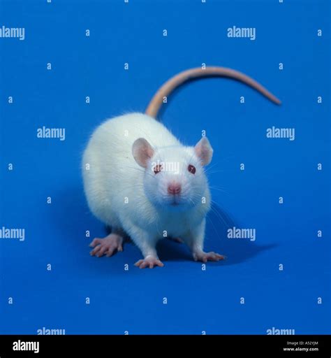 White Laboratory Rat Sprague Dawley For Animal Testing Toxicology