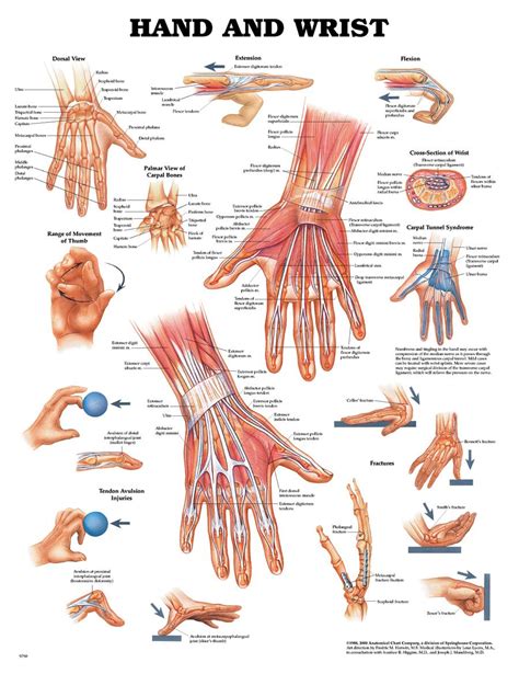 Hand And Wrist Anatomical Chart Physio Needs