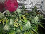 We did not find results for: What to Expect During the Cannabis Flowering Stage - 12/12 ...
