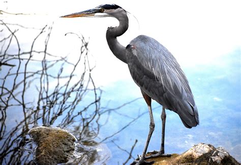 Blue Heron Blue Heron Lake Havasu Heron