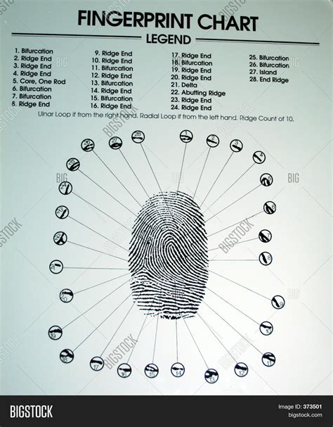 The experimentation table can be placed on a private island. Fingerprint Chart Image & Photo | Bigstock