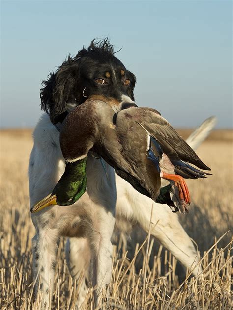 The Ultimate List Top Hunting Dogs By Breed And Category