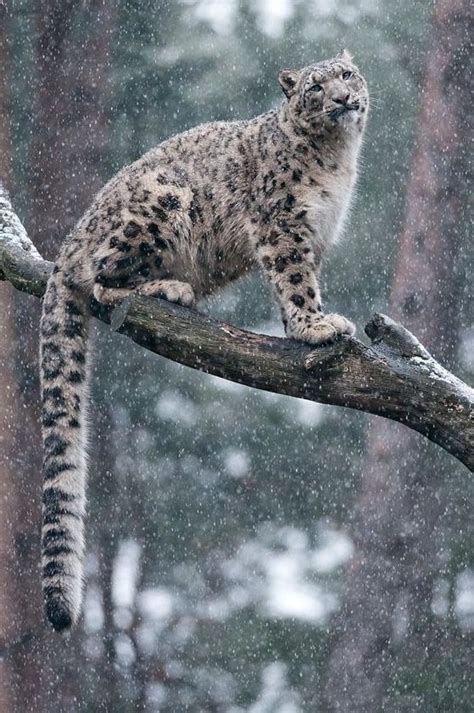 Snow Leopards Have One Of The Longest Cat Tails And Is