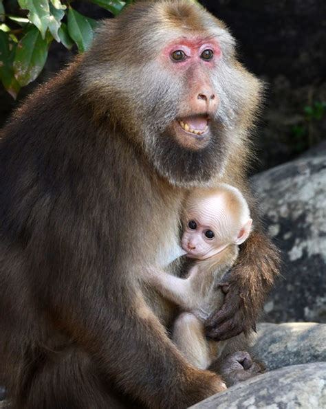 Cute Baby Monkey Clinging To Mom Spotted On Mount Huangshan A Baby