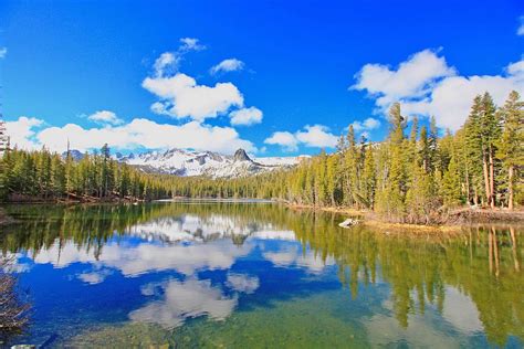 Hd Wallpaper Water Mirror Reflection Of Pine Tree Forest At Daytime