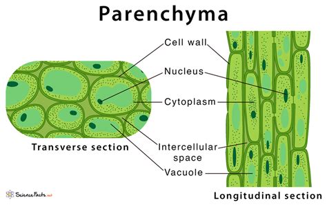 Parenchyma Definition Meaning Characteristics Functions