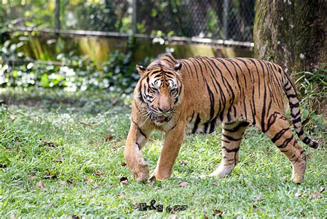 Bumi The Sumatran Tiger Panthera Tigris Sumatrae Flickr