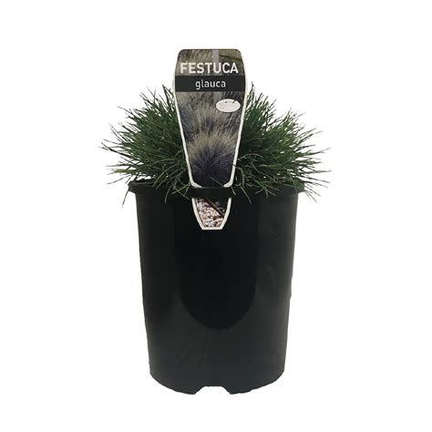 Festuca Glauca Potted Plant 15l The Warehouse
