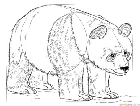 How To Draw A Giant Panda Step By Step Drawing Tutorials