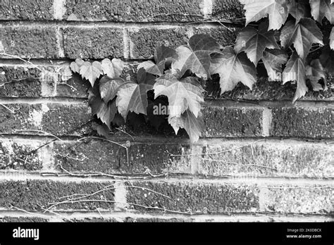 Common Ivy Plants Climbing A Brick Wall In A Black And White Monochrome