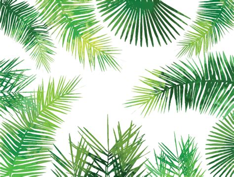 asian palmyra palm arecaceae palm leaf manuscript tree palm leaves png download 2000 1516